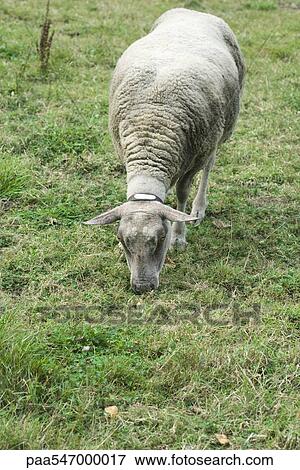 Sheep grazing in pasture View Large Photo Image Stock Photo - Sheep grazing in pasture. Fotosearch