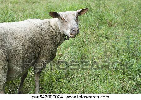 Picture - "Sheep in pasture, looking at camera". Fotosearch