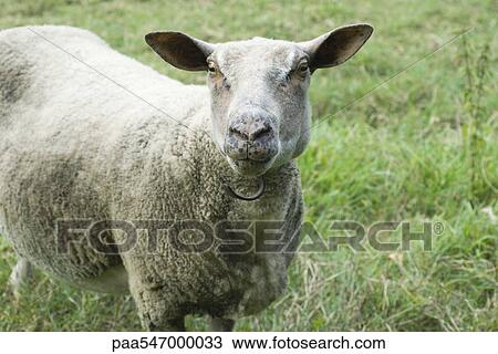 "Sheep standing in pasture, looking at camera" View Large Photo Image Stock Image - "Sheep standing in pasture, looking at camera". Fotosearch