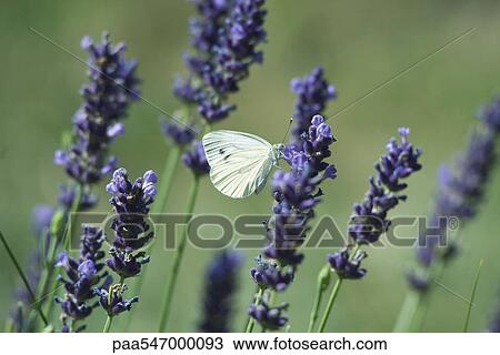 Stock Image - Small butterfly on lavender flowers. Fotosearch
