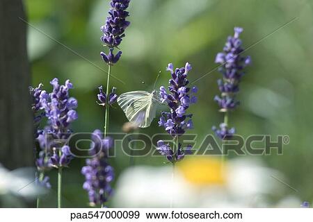 Stock Photo - Small butterfly on lavender flowers. Fotosearch