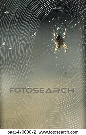 Spider on web View Large Photo Image Stock Image - Spider on web. Fotosearch