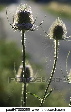 "Thistle husks, backlit" View Large Photo Image Stock Photography - "Thistle husks, backlit". Fotosearch