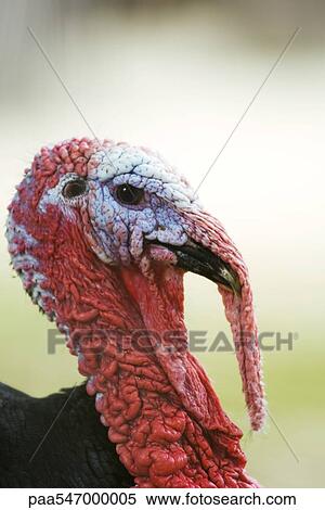 "Turkey, close-up" View Large Photo Image Stock Photography - "Turkey, close-up". Fotosearch
