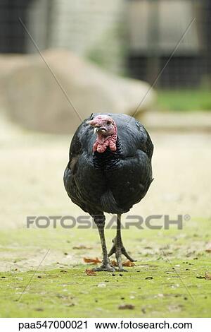 "Turkey, front view" View Large Photo Image Stock Image - "Turkey, front view". Fotosearch