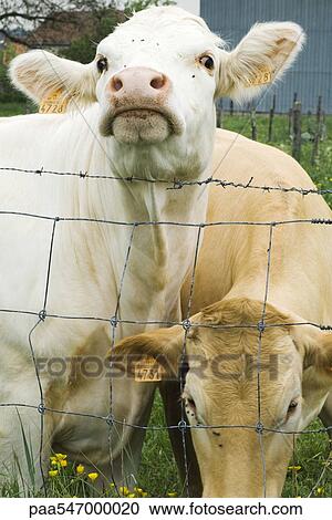 Stock Image - "Two cows standing beside barbed wire fence, one looking at camera". Fotosearch