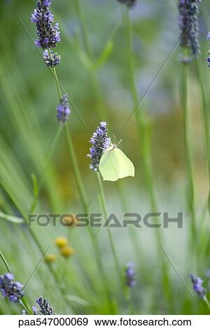 Stock Photo - White butterfly on lavender flowers. Fotosearch