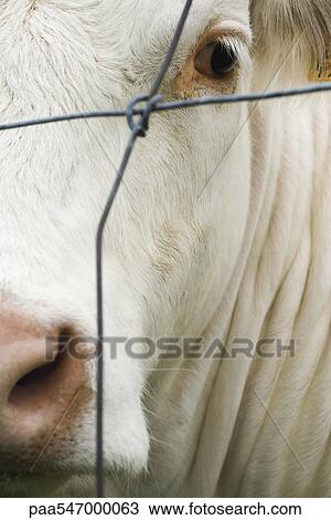 "White cow behind barbed wire, extreme close-up" View Large Photo Image Stock Image - "White cow behind barbed wire, extreme close-up". Fotosearch