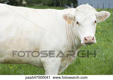 "White cow in pasture, close-up" View Large Photo Image Stock Image - "White cow in pasture, close-up". Fotosearch