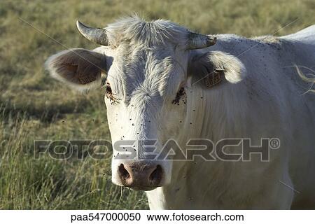 "White cow in pasture, close-up" View Large Photo Image Stock Image - "White cow in pasture, close-up". Fotosearch