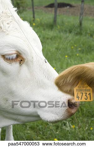 "White cow nuzzling another cow's tagged ear, cropped" View Large Photo Image Stock Image - "White cow nuzzling another cow's tagged ear, cropped". Fotosearch