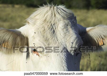 Stock Photo - "White cow with flies buzzing around its face, close-up". Fotosearch