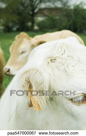 "White cow with tagged ear, close-up, brown cow in background" View Large Photo Image Stock Photo - "White cow with tagged ear, close-up, brown cow in background". Fotosearch