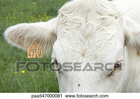 "White cow with tagged ear, extreme close-up" View Large Photo Image Stock Image - "White cow with tagged ear, extreme close-up". Fotosearch