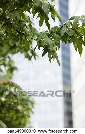 "Leaves of maple tree, high rise building in background" View Large Photo Image Stock Image - "Leaves of maple tree, high rise building in background". Fotosearch