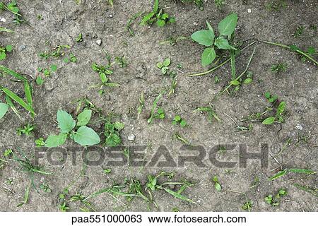 Weeds growing in parched soil View Large Photo Image Stock Image - Weeds growing in parched soil. Fotosearch