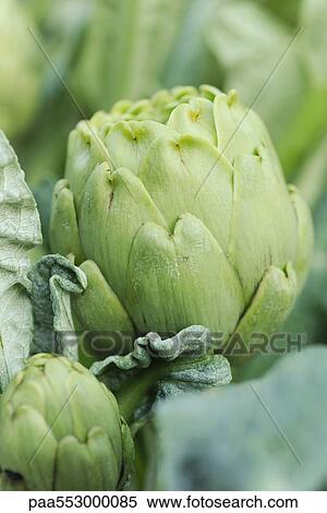 "Artichoke, close-up" View Large Photo Image Stock Photography - "Artichoke, close-up". Fotosearch