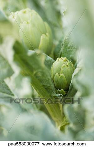 Stock Photo - "Artichoke growing on stalk, close-up". Fotosearch