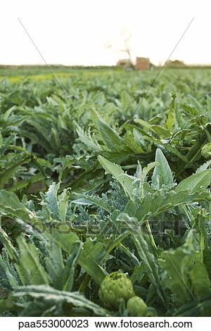 Stock Image - Artichoke plants growing in field. Fotosearch