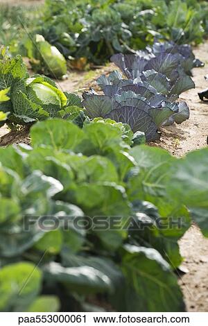 "Assorted cabbage, lettuce growing in vegetable garden" View Large Photo Image Stock Image - "Assorted cabbage, lettuce growing in vegetable garden". Fotosearch
