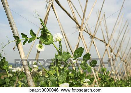Baby pea vines growing on trellis View Large Photo Image Stock Photograph - Baby pea vines growing on trellis. Fotosearch
