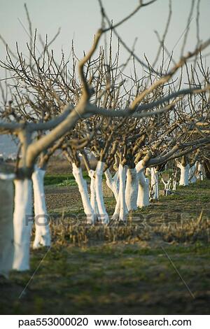 Bare fruit trees in orchard View Large Photo Image Stock Image - Bare fruit trees in orchard. Fotosearch