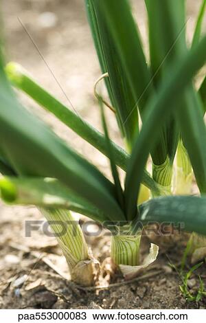 "Base of garlic stalk, close-up" View Large Photo Image Stock Image - "Base of garlic stalk, close-up". Fotosearch