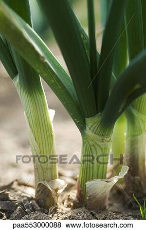 "Base of white onion stalks, close-up" View Large Photo Image Stock Photo - "Base of white onion stalks, close-up". Fotosearch