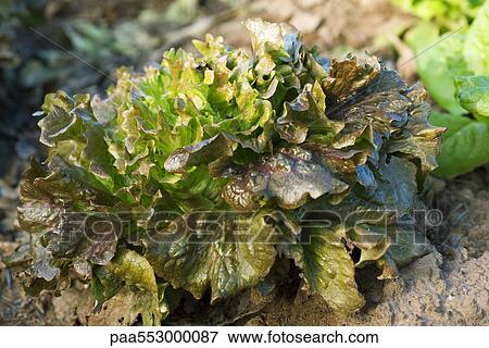 Batavia lettuce growing in vegetable garden View Large Photo Image Stock Photo - Batavia lettuce growing in vegetable garden. Fotosearch