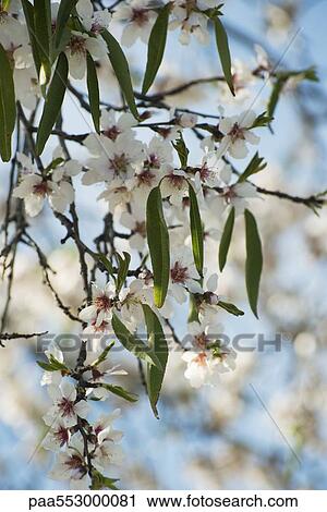 Branch of almond tree in blossom View Large Photo Image Stock Image - Branch of almond tree in blossom. Fotosearch