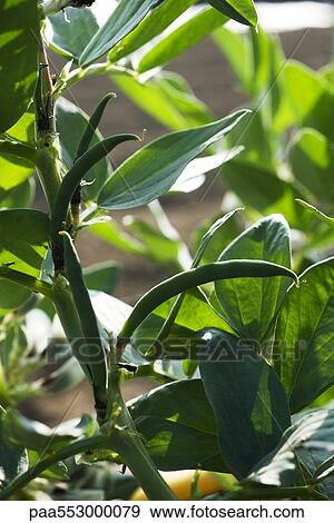 "Broad bean plant, close-up" View Large Photo Image Stock Photo - "Broad bean plant, close-up". Fotosearch