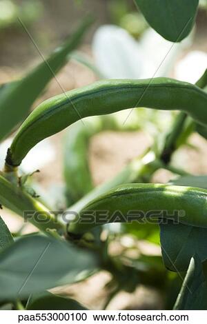 Broad bean pods growing on plant View Large Photo Image Stock Image - Broad bean pods growing on plant. Fotosearch