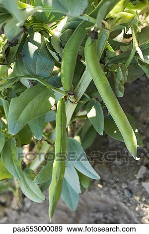 Broad bean pods growing on stalk View Large Photo Image Stock Photo - Broad bean pods growing on stalk. Fotosearch