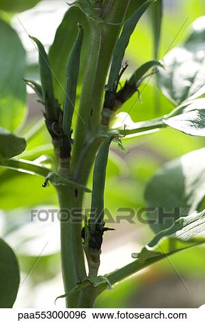 Stock Photograph - Broad bean pods on plant stalk. Fotosearch