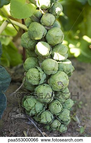 Brussels sprout growing on stalk View Large Photo Image Stock Photograph - Brussels sprout growing on stalk. Fotosearch
