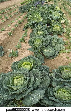 Cabbage growing in vegetable garden View Large Photo Image Stock Photo - Cabbage growing in vegetable garden. Fotosearch