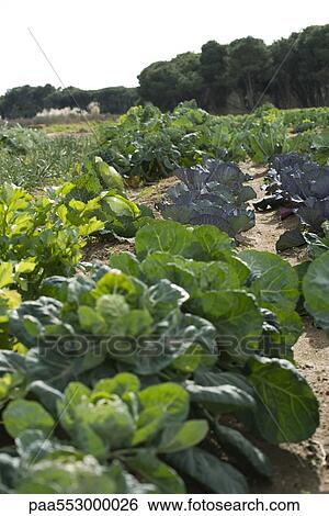 "Cabbage, lettuce growing in vegetable garden" View Large Photo Image Stock Photograph - "Cabbage, lettuce growing in vegetable garden". Fotosearch