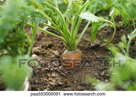 Carrot growing in vegetable garden View Large Photo Image Stock Image - Carrot growing in vegetable garden. Fotosearch