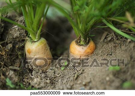 "Carrots growing in field, close-up" View Large Photo Image Stock Photo - "Carrots growing in field, close-up". Fotosearch