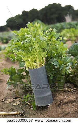Celery plant in vegetable garden View Large Photo Image Stock Photo - Celery plant in vegetable garden. Fotosearch