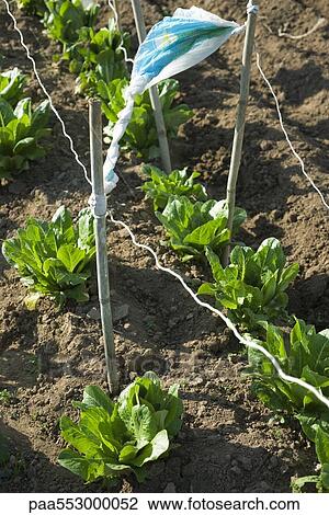 Chicory growing in vegetable garden View Large Photo Image Stock Image - Chicory growing in vegetable garden. Fotosearch