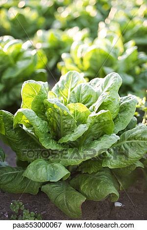 Chicory growing in vegetable garden View Large Photo Image Stock Photo - Chicory growing in vegetable garden. Fotosearch