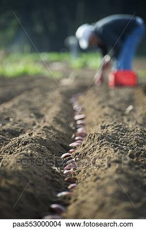 Farmer planting potatoes in row View Large Photo Image Picture - Farmer planting potatoes in row. Fotosearch