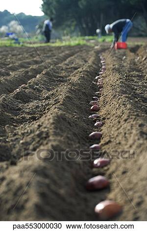 Farmers planting potatoes in plowed field View Large Photo Image Stock Image - Farmers planting potatoes in plowed field. Fotosearch
