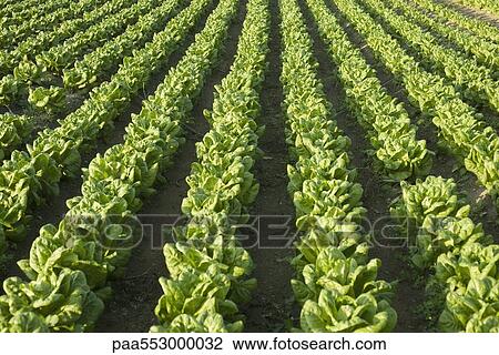 Field of lush chicory plants View Large Photo Image Stock Image - Field of lush chicory plants. Fotosearch