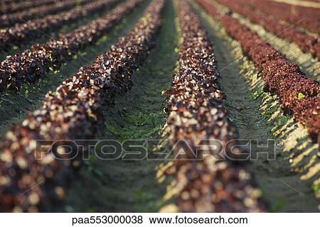 Field of merlot lettuce planted in even rows View Large Photo Image Stock Photo - Field of merlot lettuce planted in even rows. Fotosearch
