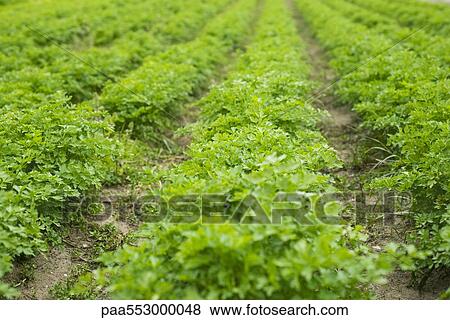 Flat leaf parsley growing in field View Large Photo Image Stock Photo - Flat leaf parsley growing in field. Fotosearch