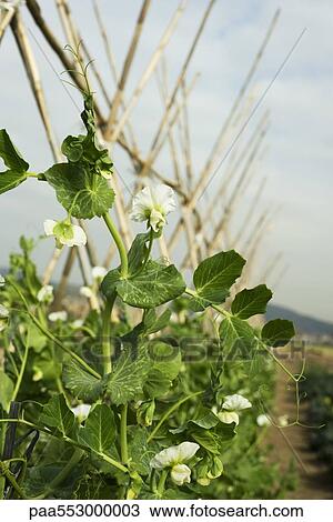 "Flowering baby pea vines growing on trellis in field, close-up" View Large Photo Image Stock Image - "Flowering baby pea vines growing on trellis in field, close-up". Fotosearch