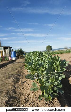 Flowering leaf vegetable growing in field View Large Photo Image Stock Image - Flowering leaf vegetable growing in field. Fotosearch