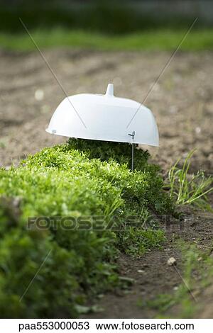 "Frisee lettuce covered, growing in vegetable garden" View Large Photo Image Stock Image - "Frisee lettuce covered, growing in vegetable garden". Fotosearch
